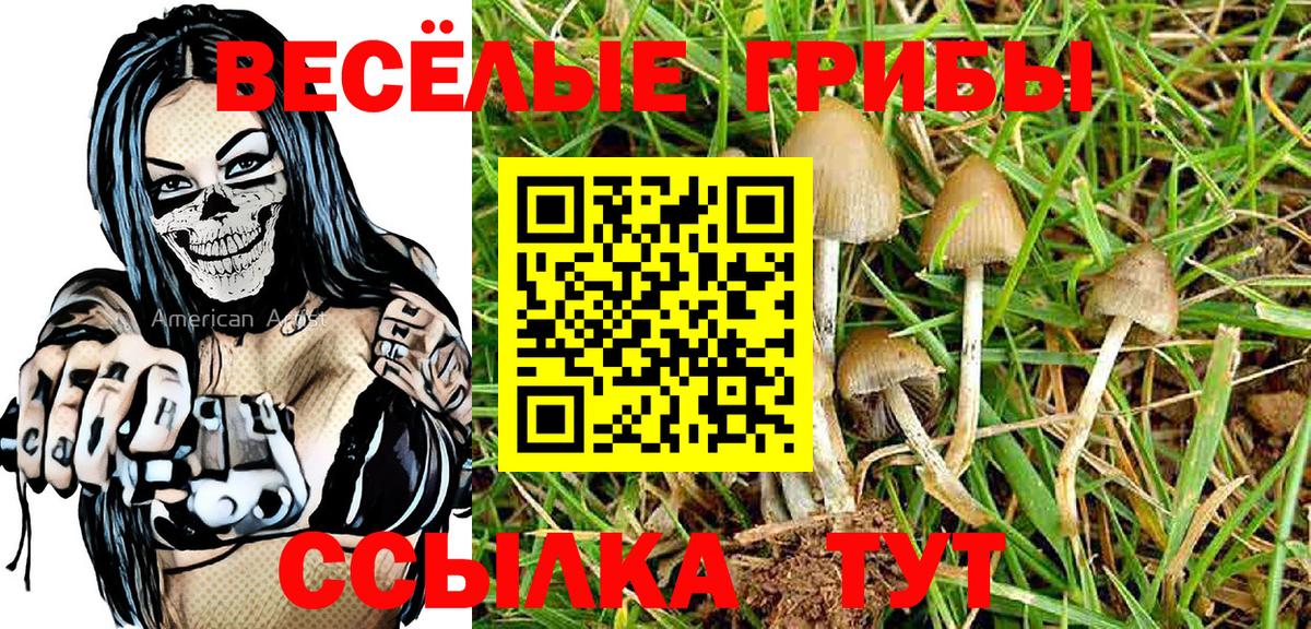 Галлюциногенные грибы Psilocybe Балтийск